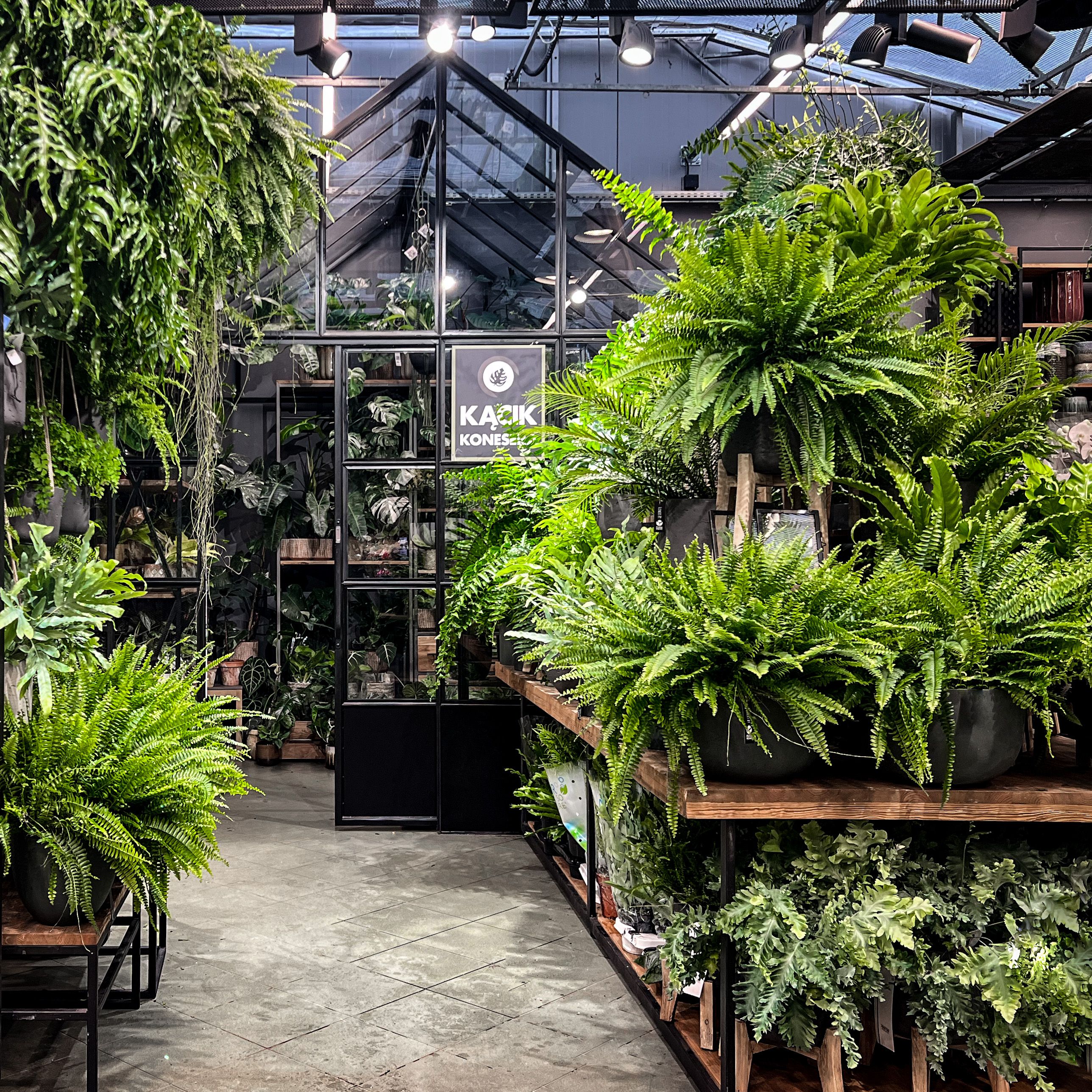 Zadbaj o plon z AGRODUDEK – kukurydza od A do Z - miniatura