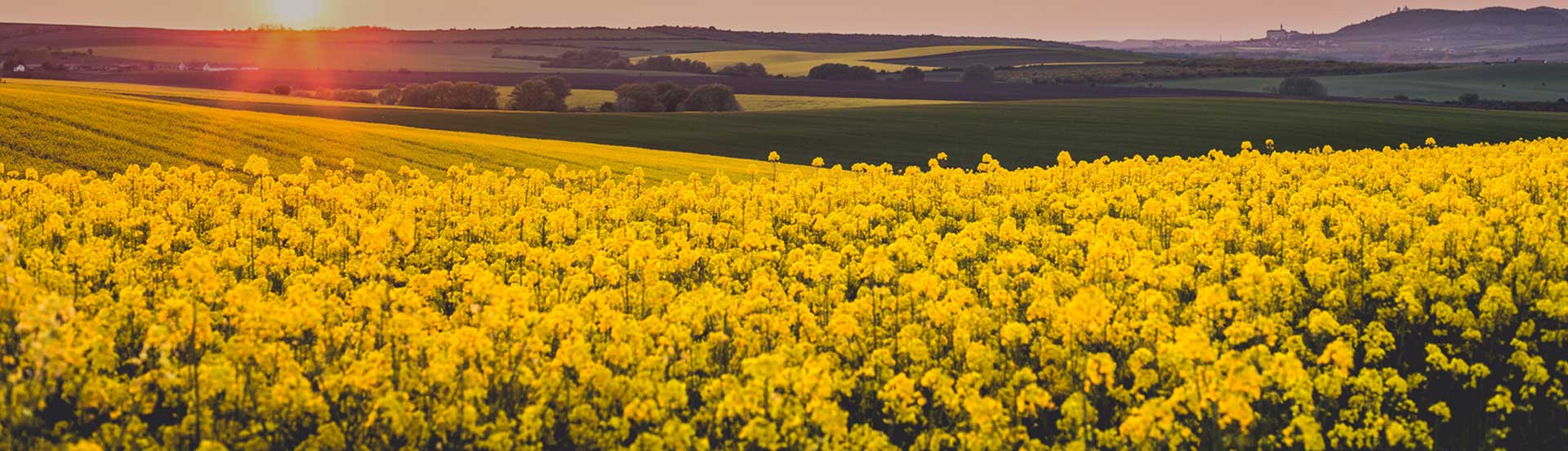 Odmiany kukurydzy dostosowane do Twojego regionu - miniatura