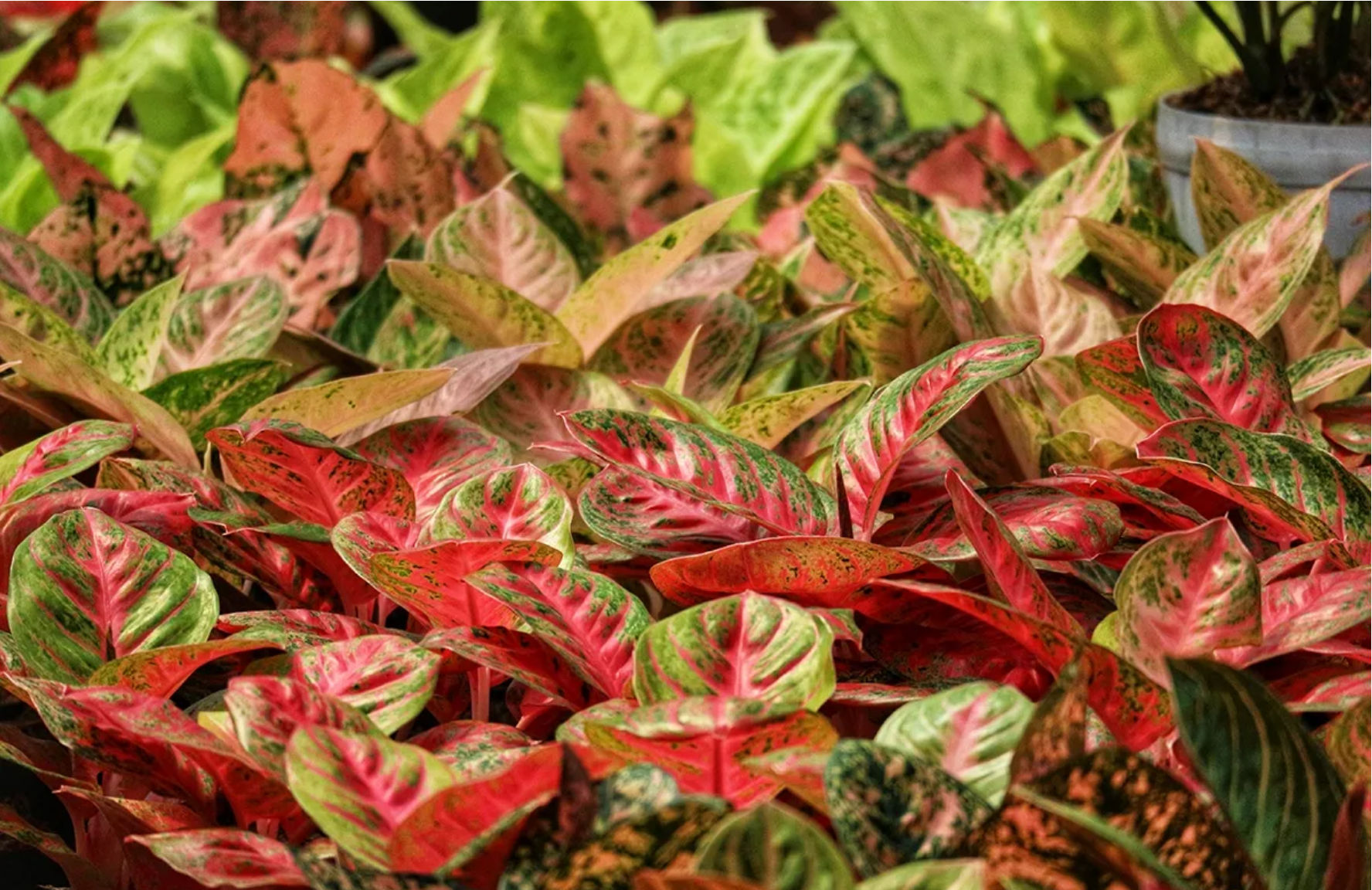 Zaprawianie nasion kukurydzy – lepszy start, większa odporność - miniatura