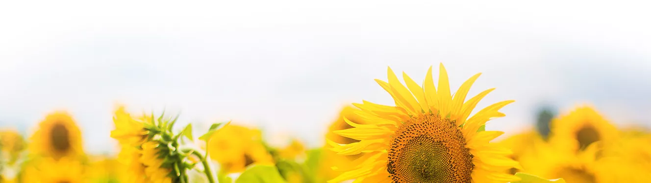 Kukurydza pod kontrolą – dzięki ofercie AGRODUDEK - miniatura